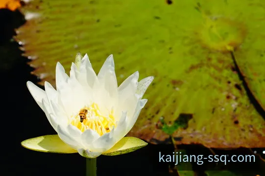 双色球数据与号码查询视觉 banner